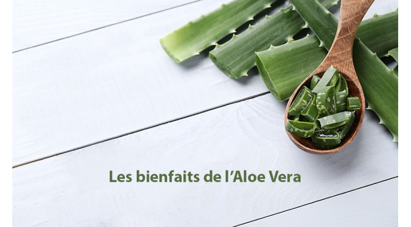 Quels sont les bienfaits de l’Aloe Vera ?